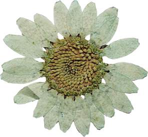 Pressed White Sunflower